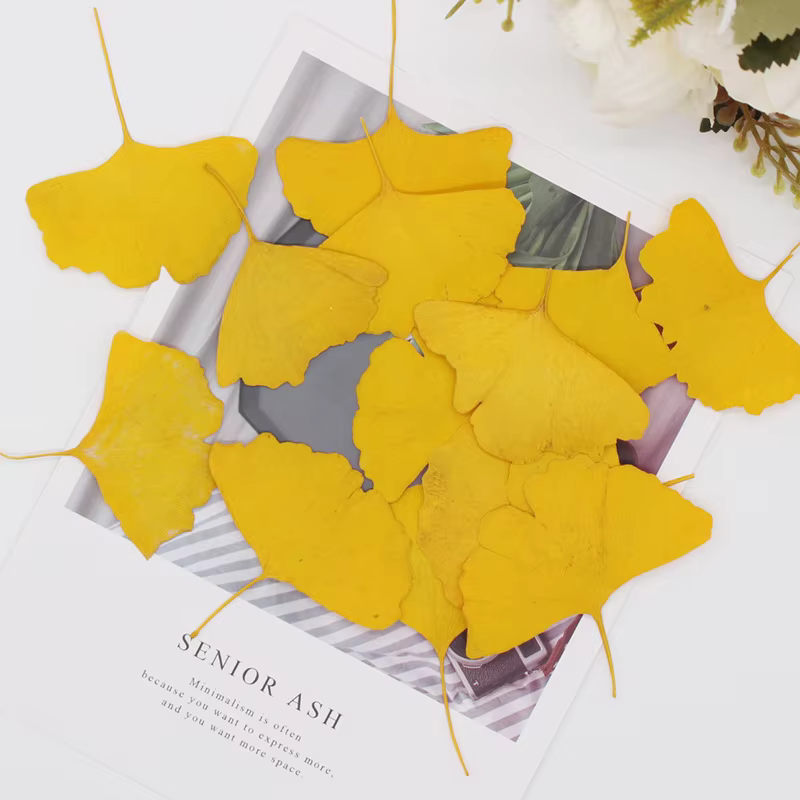 12 pièces/3-5 cm, Feuilles de Ginkgo Biloba véritables pressées