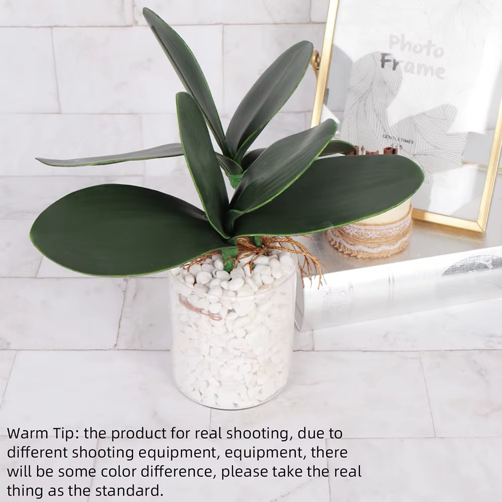Simulation de Phalaenopsis artificielle