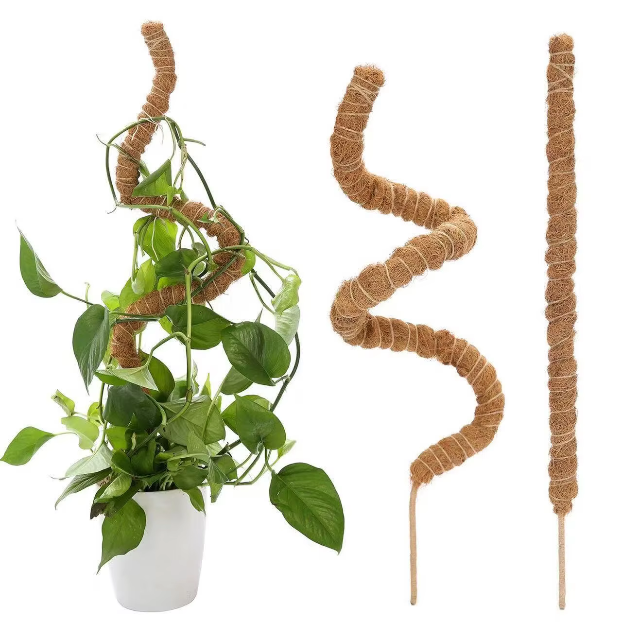 Canne de palmier grimpante pliable pour plantes d'intérieur