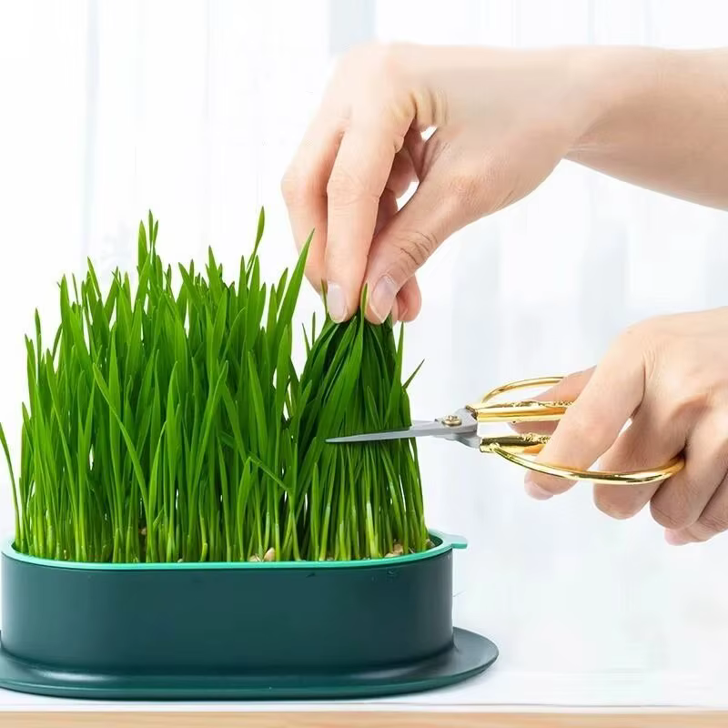 Nouveau plat de germination de chat de compagnie Pot de culture plante hydroponique