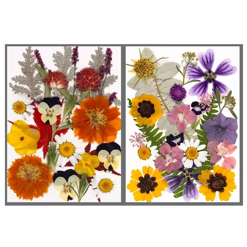 Fleurs séchées naturelles mélangées multicolores pressées pour l'art