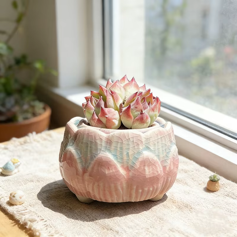 Pot à fleurs en céramique pour plantes succulentes