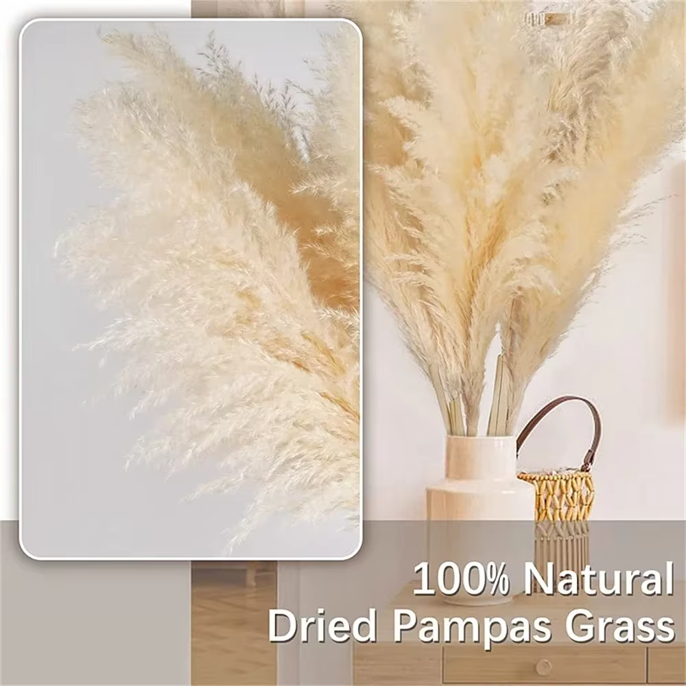 80-120 cm Pampas herbe grand