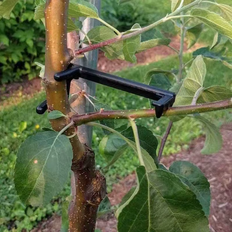 Extracteur de branches d'arbres fruitiers