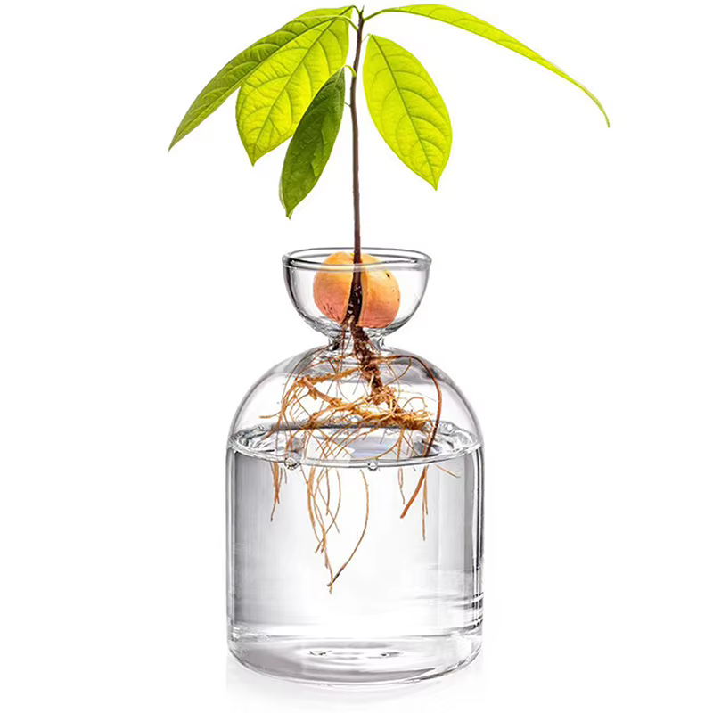 Vase de démarrage de graines d'avocat