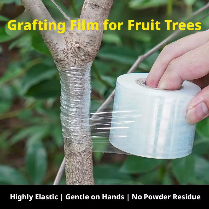 Ruban de greffage auto-adhésif extensible pour arbres fruitiers