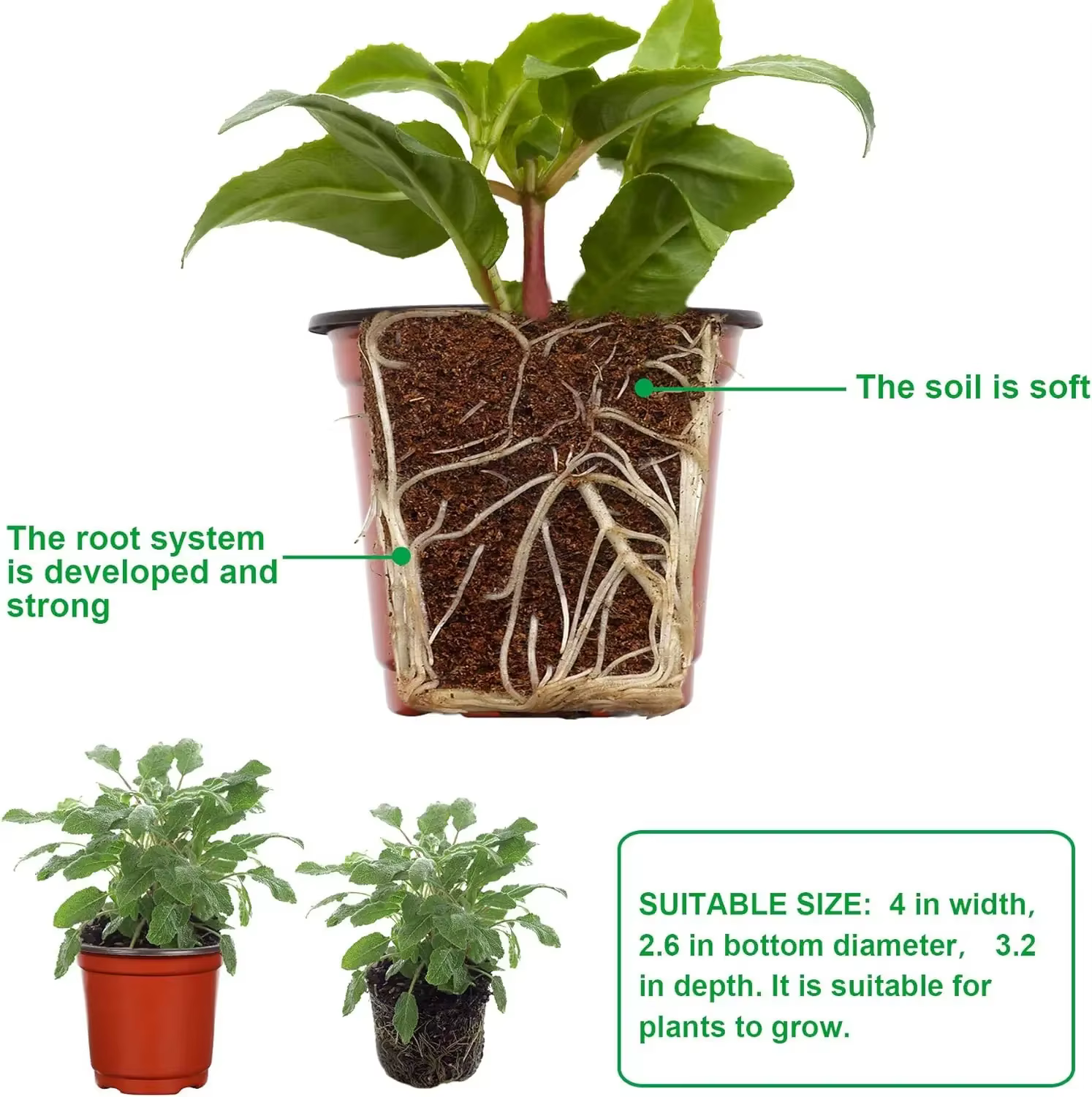 Pots de plantes en plastique avec étiquettes