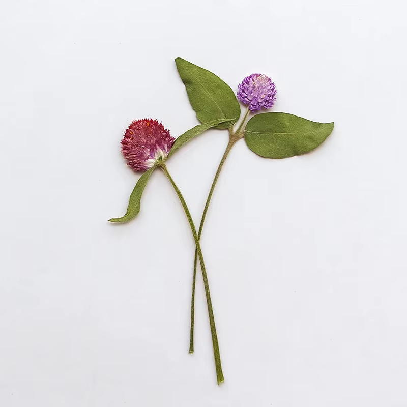 Fleurs Gomphrena séchées pressées naturelles