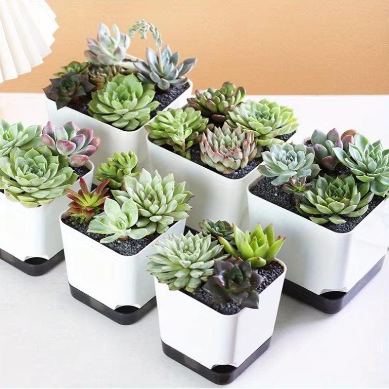 Pots de plantes 5 pièces