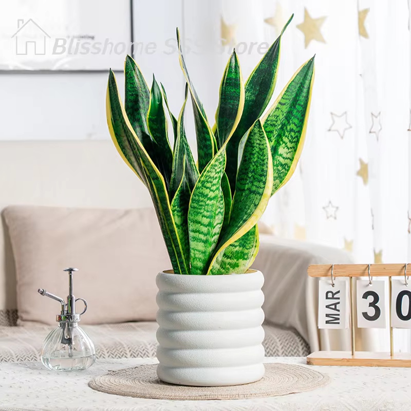 【S】Pots de fleurs d'intérieur polyvalents pour plantes et légumes