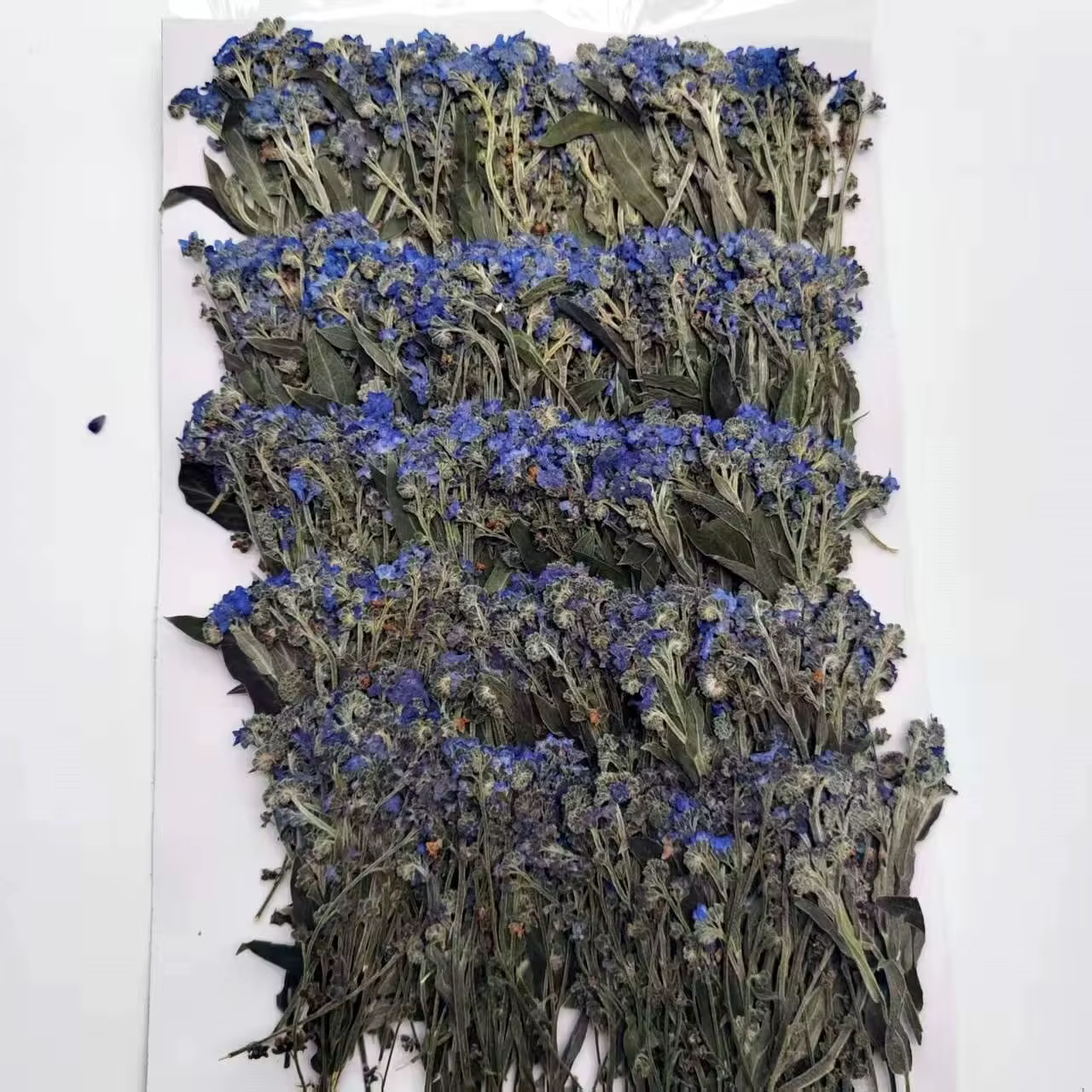 Fleurs séchées naturelles de Myosotis