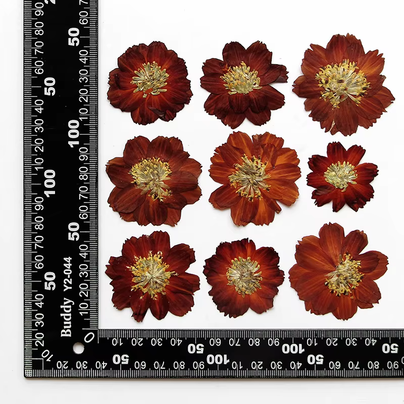 120 pièces de fleurs séchées pressées
