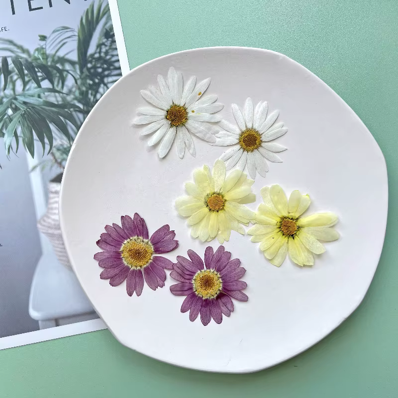 8 pièces, fleurs pressées séchées de marguerite | Marque-page de décoration de visage