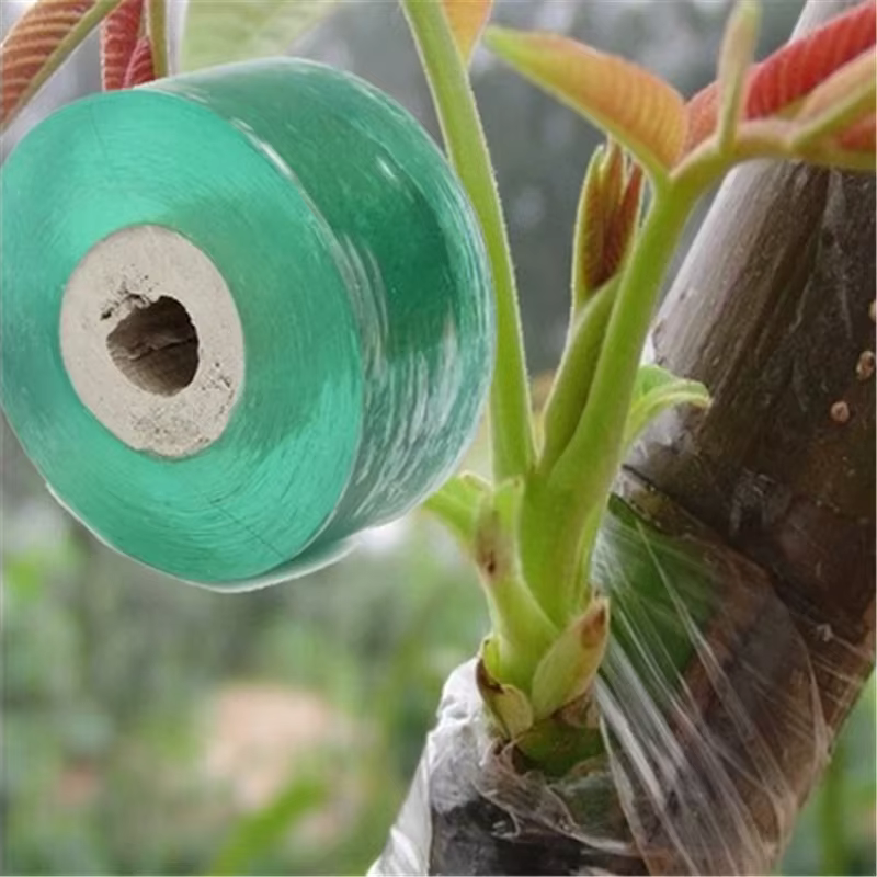 1 rouleau de ruban de fixation pour plantes élastique