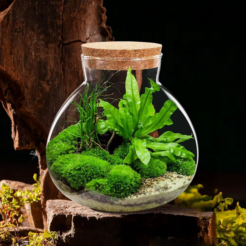 Terrarium en verre avec couvercle en liège