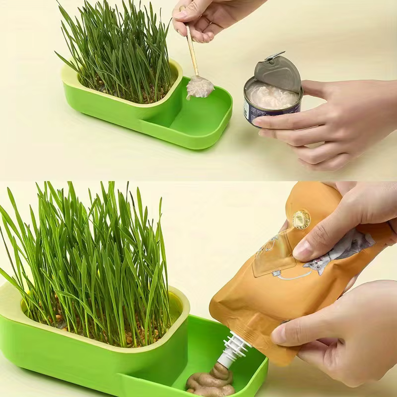 Boîte d'herbe à chat, plantation hydroponique sans sol