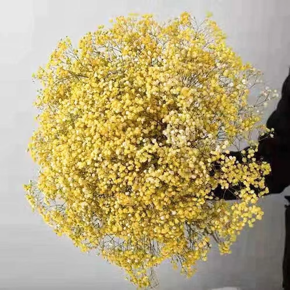Fleurs conservées séchées fraîches naturelles