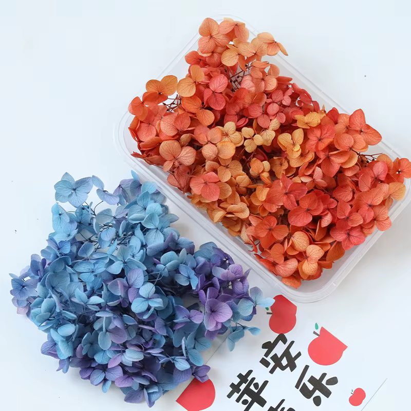 Anna – hortensia de couleur dégradée