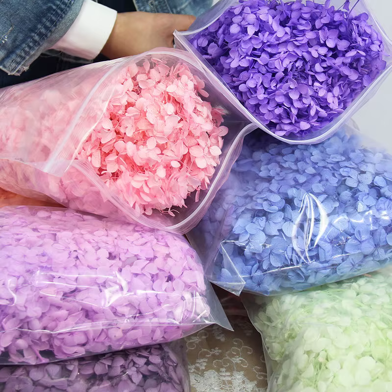 Une qualité Anna rentable conservé 100% naturel véritable hortensia en gros éternelle immortelle fleur fraîche fête de mariage décor Floral
