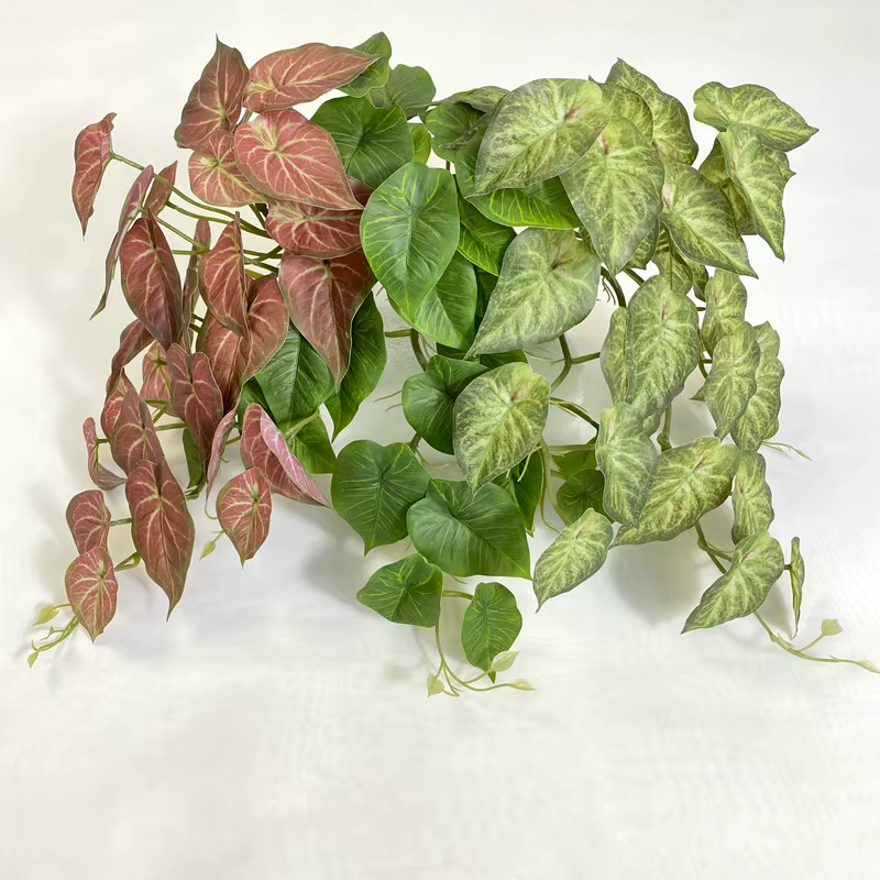Plante murale de lierre vert