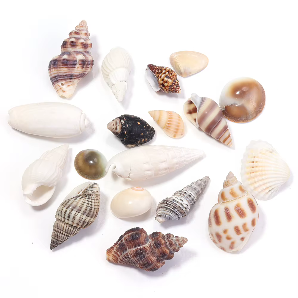 40g / lot Fleur de mer escargot Shell perles Perles d'espaceur lâches pour la fabrication de bijoux Bracelet bricolage Pendentif Chaîne de sacs clés téléphone Accessoires