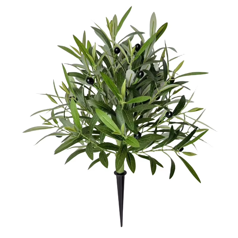 Plante d'olivier de printemps