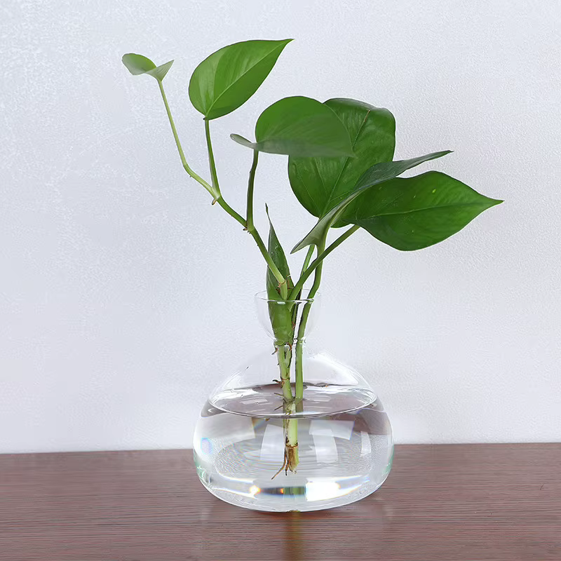 Vase de démarrage de graines d'avocat