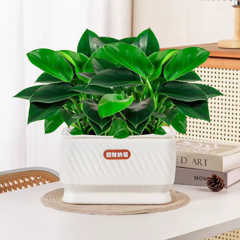 Pot de fleurs auto-arrosant en plastique