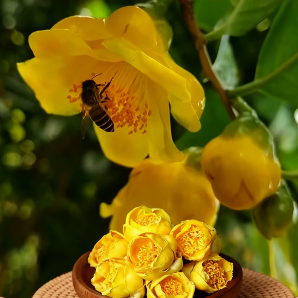 Fleurs séchées de camélia dorée naturelle de qualité supérieure pour la fabrication de savon