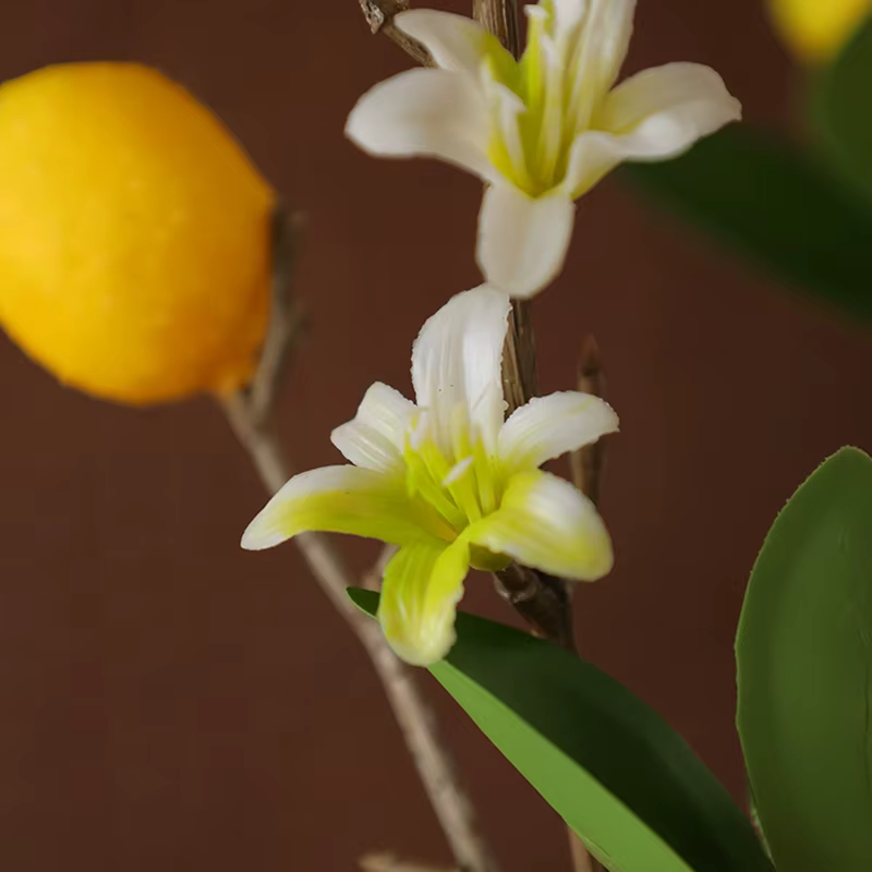 Citron jaune avec des fleurs blanches
