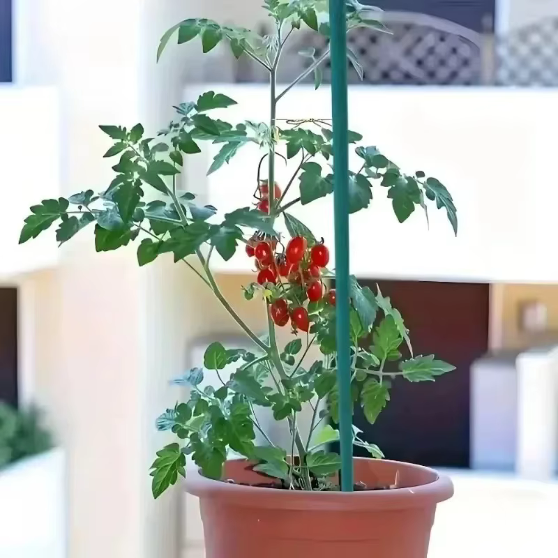 Bâtons de Support pour plantes