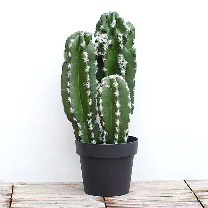 Plante succulente verte tropicale artificielle