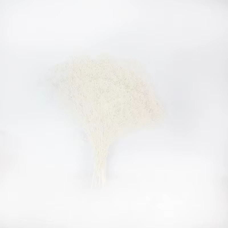 Pouvez-vous psophila Naturelle pour Décoration de ixIntérieure