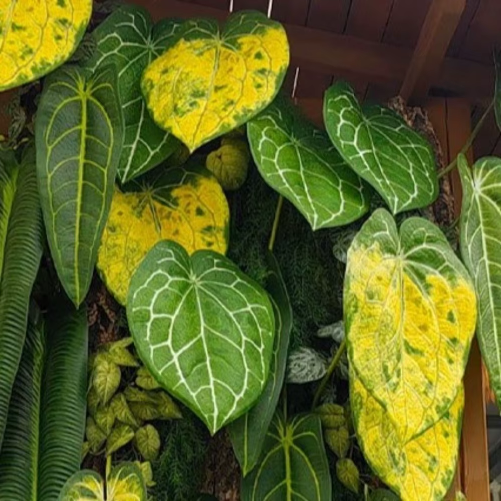 Feuilles de Calla artificielles en plastique