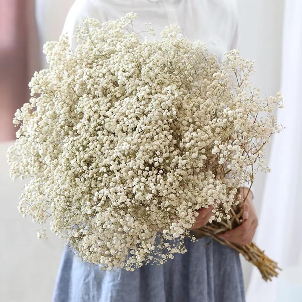 Fleurs séchées naturelles et préservées