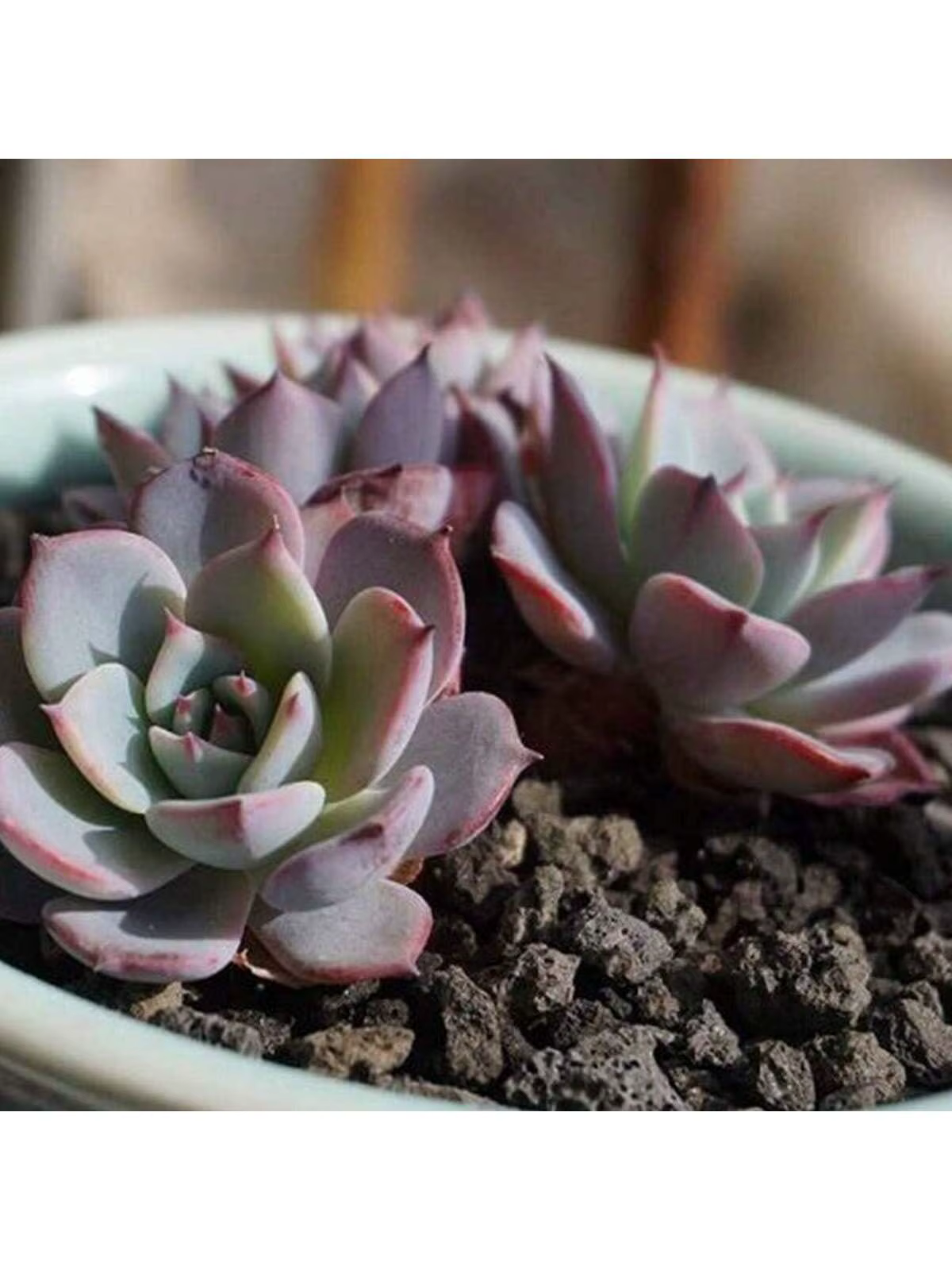 Additif de sol de roche de lave horticole noire pour plantes succulentes de cactus sans colorants ni produits chimiques