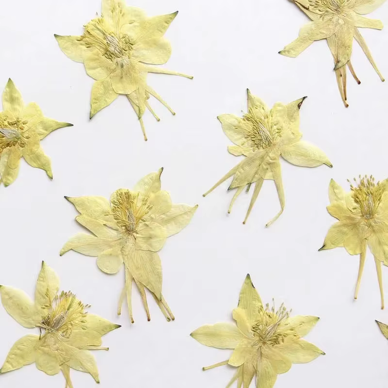 Véritables têtes de fleurs de colombine de jardin séchées naturelles PMurcia