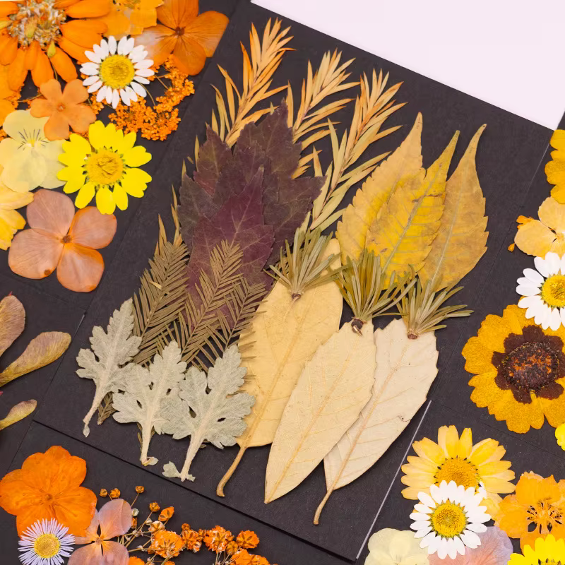 Série Orange fleurs pressées séchées mélangées pour bricolage