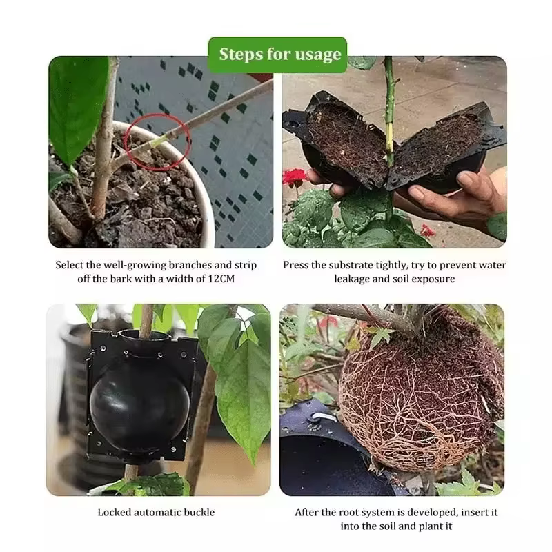 Lot de 10 Boîtes de Propagation pour Racines de Plantes – Réutilisables pour l'Enracinement
