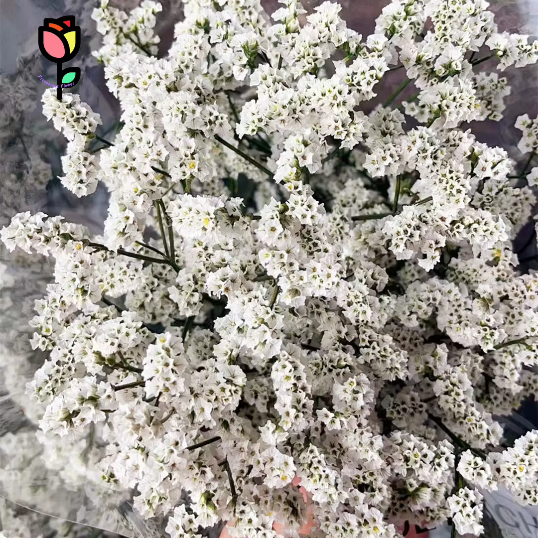 Fleurs séchées en herbe de cristal éternelle