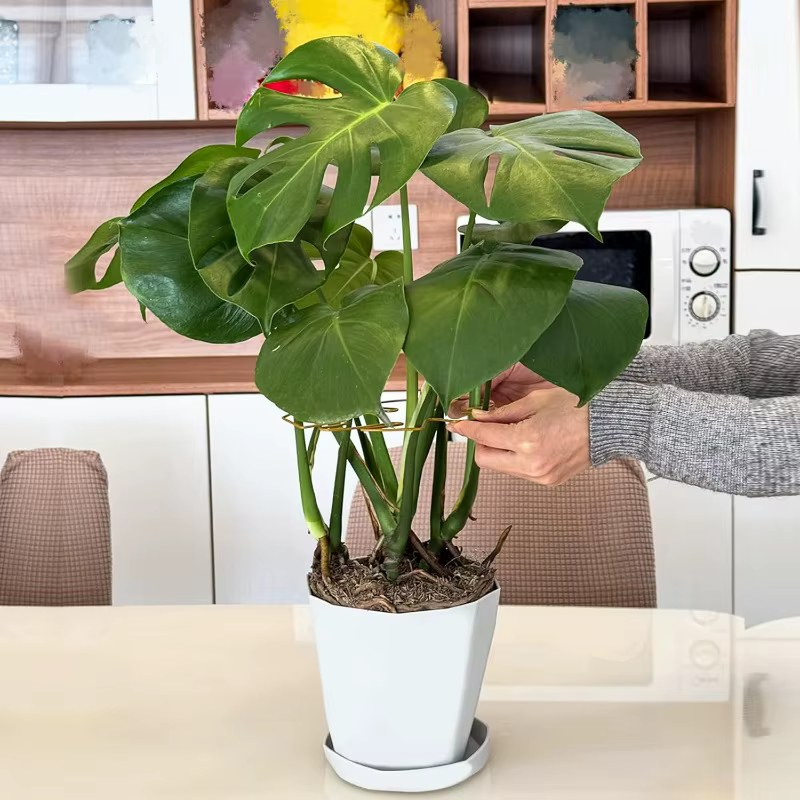 Monstera – Support de tige de plante