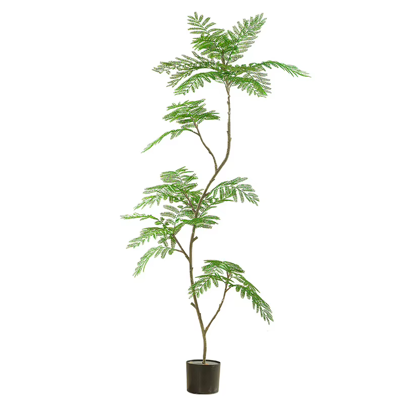 Simulation de plante verte Jacaranda