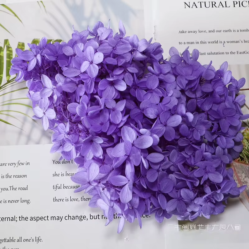 Fleurs d'hortensia Anna de qualité supérieure