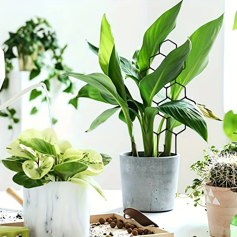 Cadre de Support pour plantes