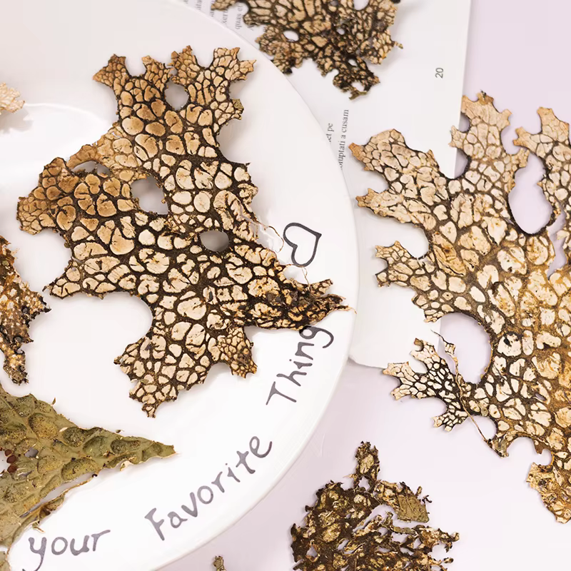 4 pièces, fleur pressée naturelle d'écorce rare-Vintage bricolage