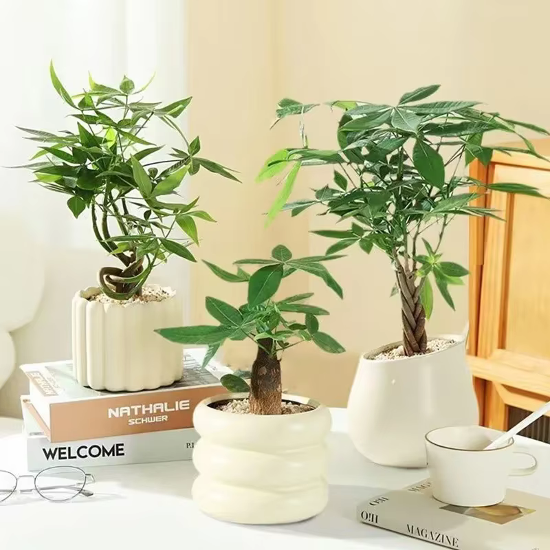 Pot de fleurs en céramique INS pour plantes