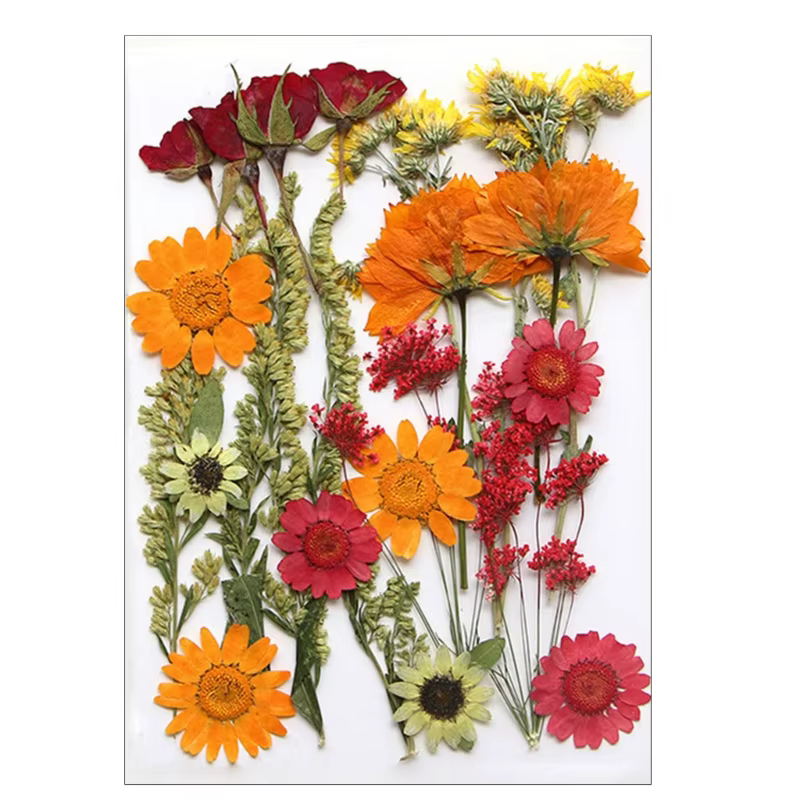 Fleur séchée pressée pour moules en résine