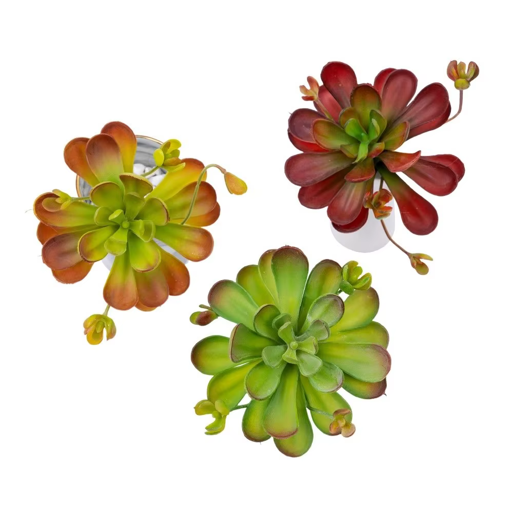 Plante succulente artificielle réaliste au toucher authentique