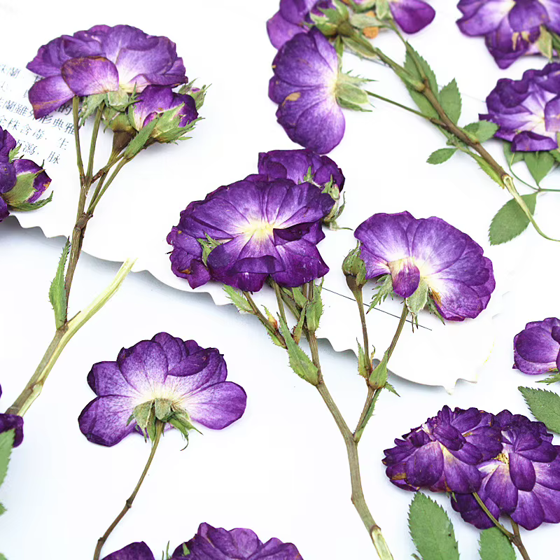 12 pièces, fleurs séchées de roses violettes pressées latéralement avec tiges