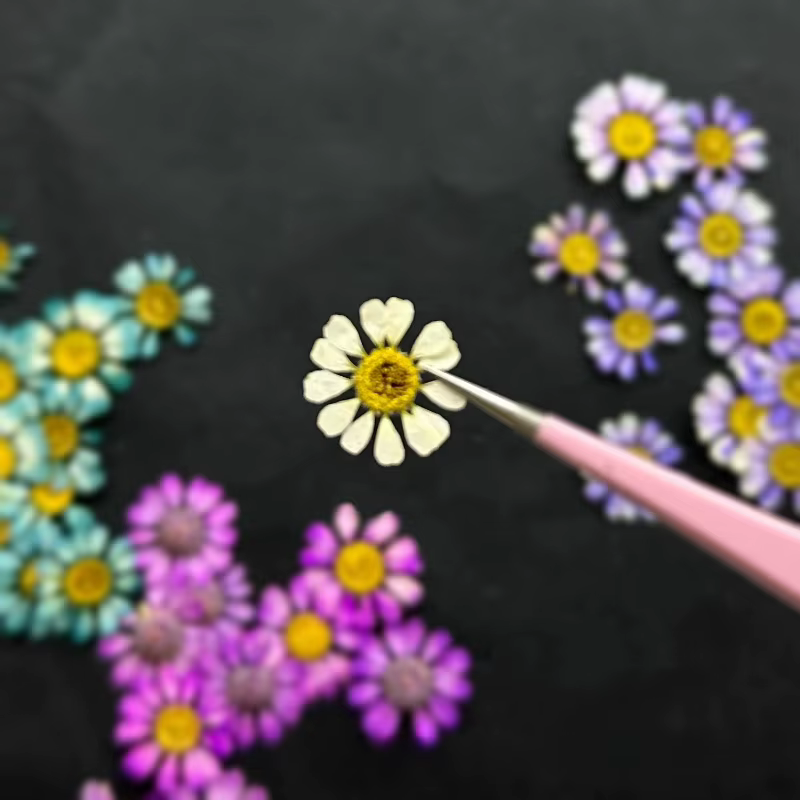 12 pièces/1-2 cm, Mini fleur sèche naturelle camomille